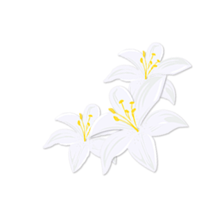 lily